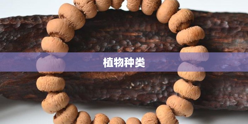 植物种类