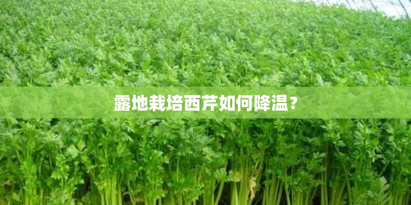 露地栽培西芹如何降温？