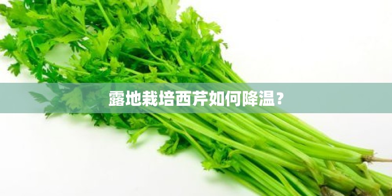 露地栽培西芹如何降温？