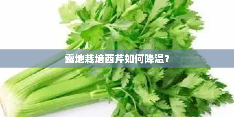 露地栽培西芹如何降温？