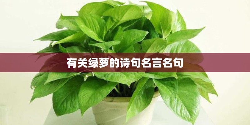 有关绿萝的诗句名言名句