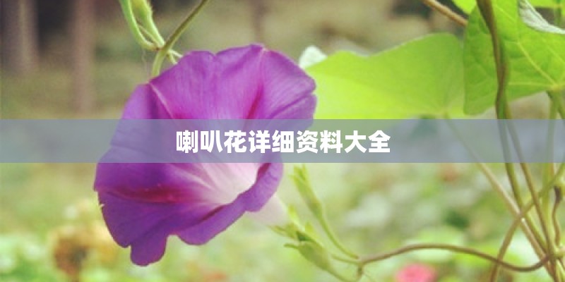 喇叭花详细资料大全