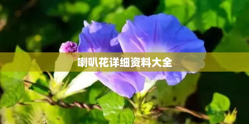 喇叭花详细资料大全