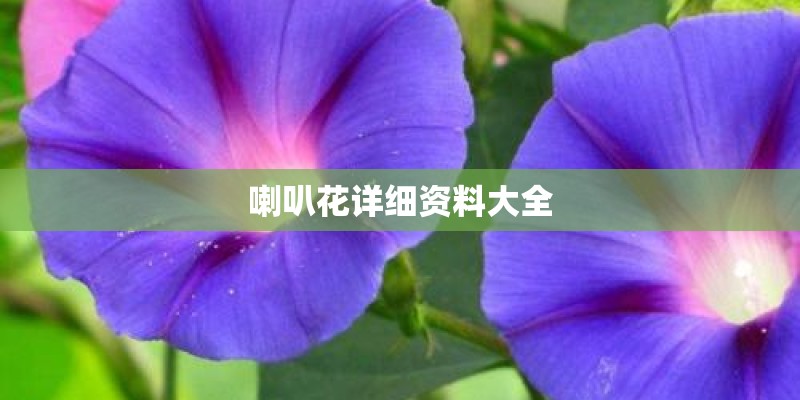 喇叭花详细资料大全