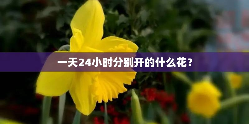 一天24小时分别开的什么花？