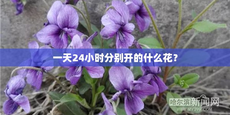 一天24小时分别开的什么花？