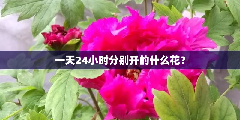一天24小时分别开的什么花？