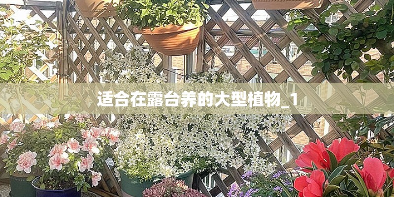 适合在露台养的大型植物_1