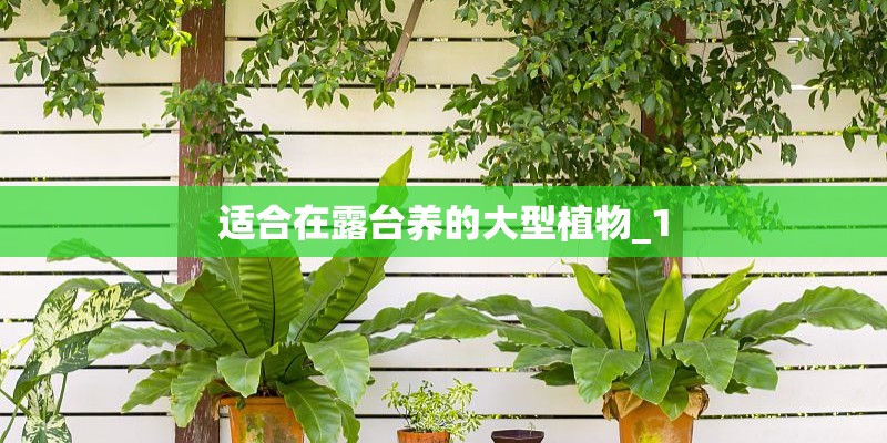 适合在露台养的大型植物_1