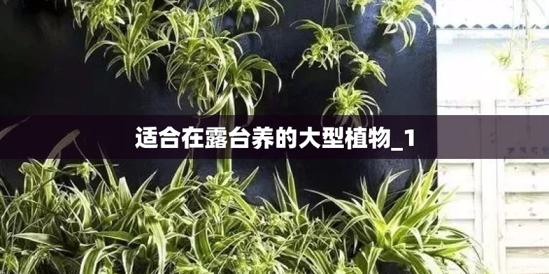 适合在露台养的大型植物_1