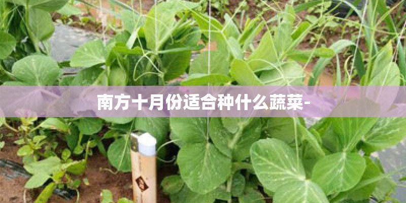 南方十月份适合种什么蔬菜-