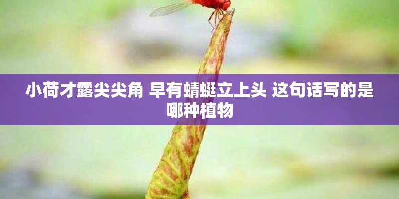 适合在露台养的大型植物_1