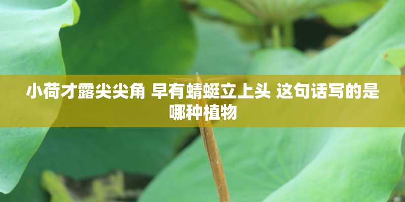 小荷才露尖尖角 早有蜻蜓立上头 这句话写的是哪种植物