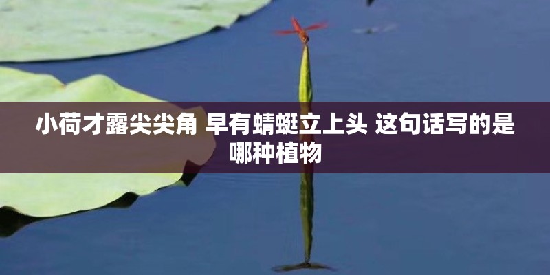 小荷才露尖尖角 早有蜻蜓立上头 这句话写的是哪种植物