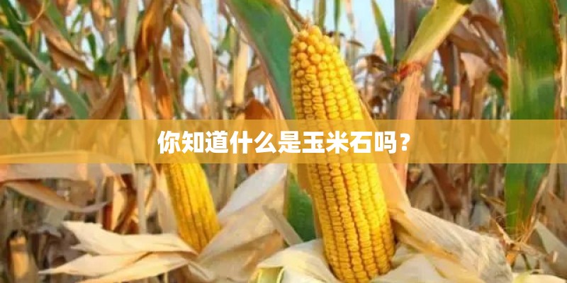 你知道什么是玉米石吗？