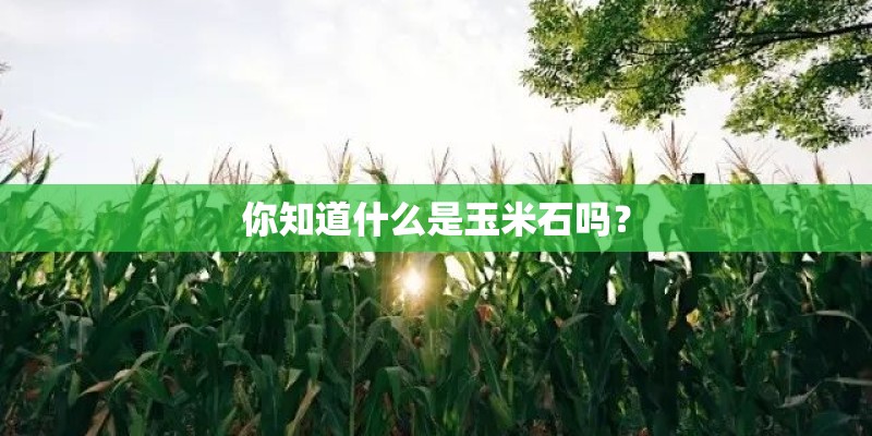 你知道什么是玉米石吗？