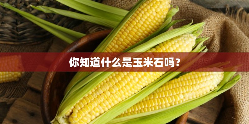 你知道什么是玉米石吗？