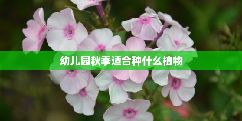 幼儿园秋季适合种什么植物