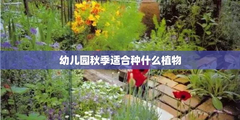 幼儿园秋季适合种什么植物