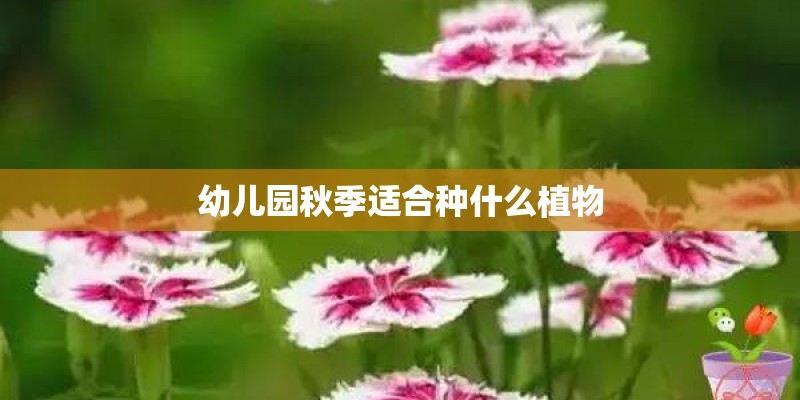 幼儿园秋季适合种什么植物