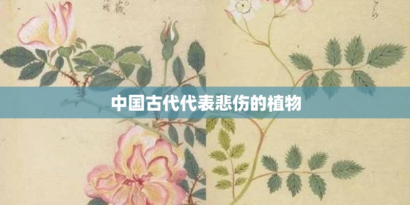 “硬核”新用——网络热词探究