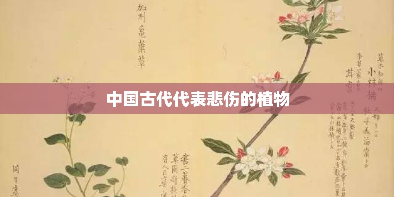中国古代代表悲伤的植物