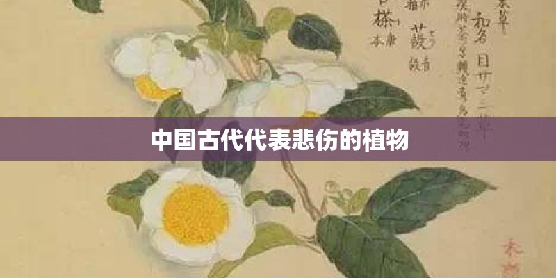 中国古代代表悲伤的植物