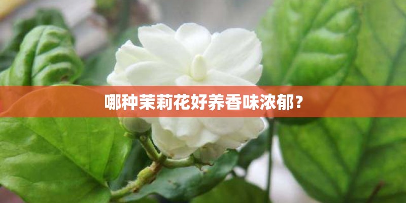 哪种茉莉花好养香味浓郁？