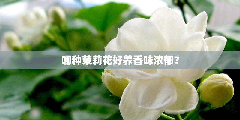 哪种茉莉花好养香味浓郁？