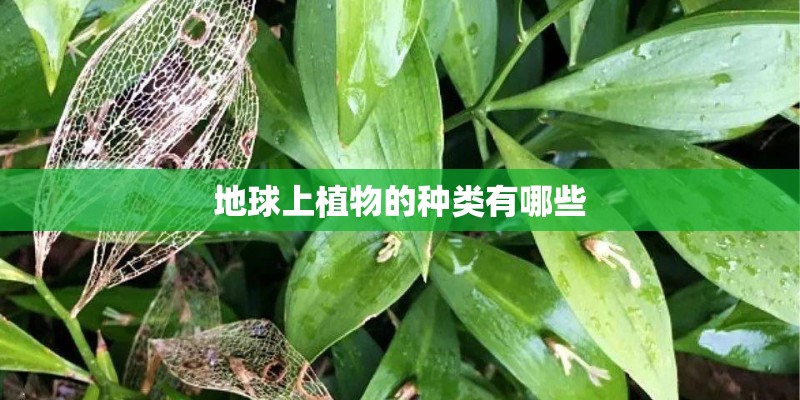 地球上植物的种类有哪些