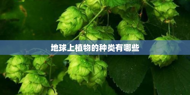 养花的土怎么配最好_1
