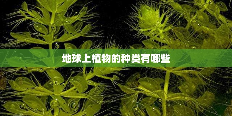 地球上植物的种类有哪些