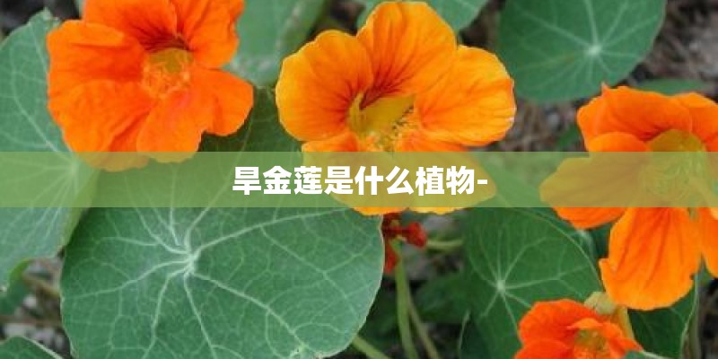 旱金莲是什么植物-