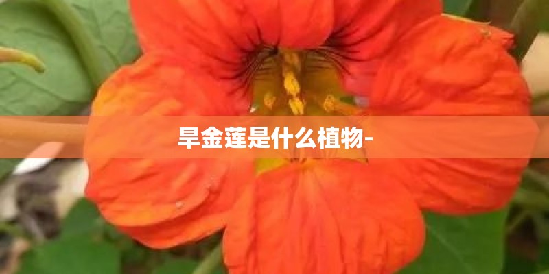 旱金莲是什么植物-