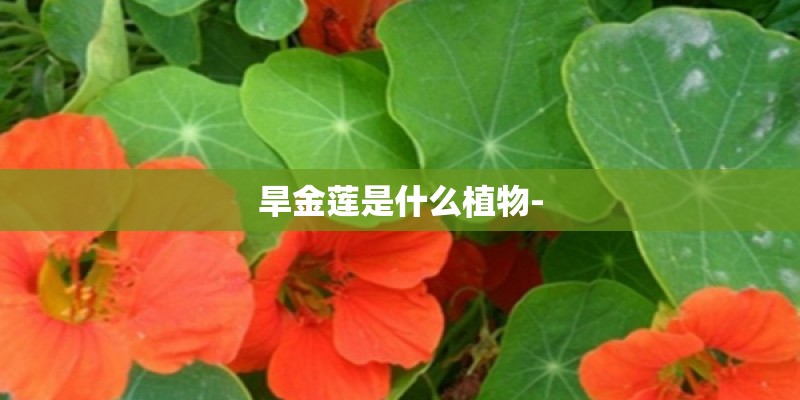 旱金莲是什么植物-