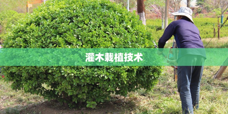 灌木栽植技术