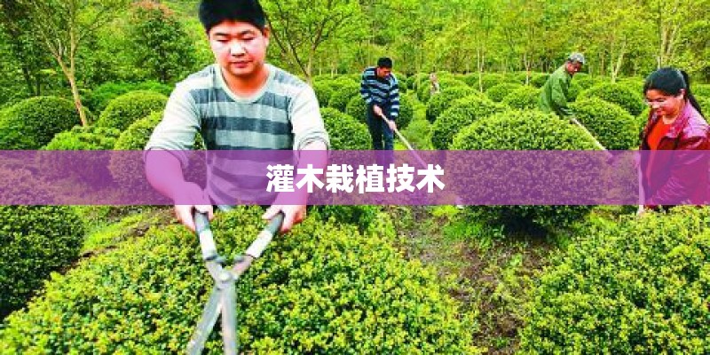 灌木栽植技术