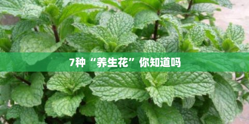 7种“养生花”你知道吗