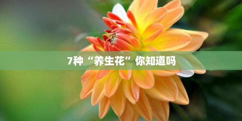 7种“养生花”你知道吗