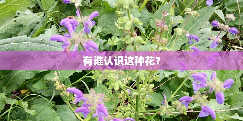 有谁认识这种花？