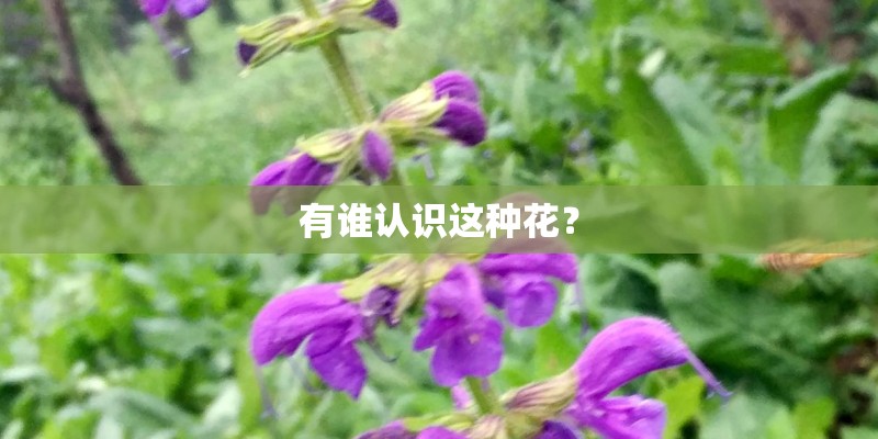 有谁认识这种花？