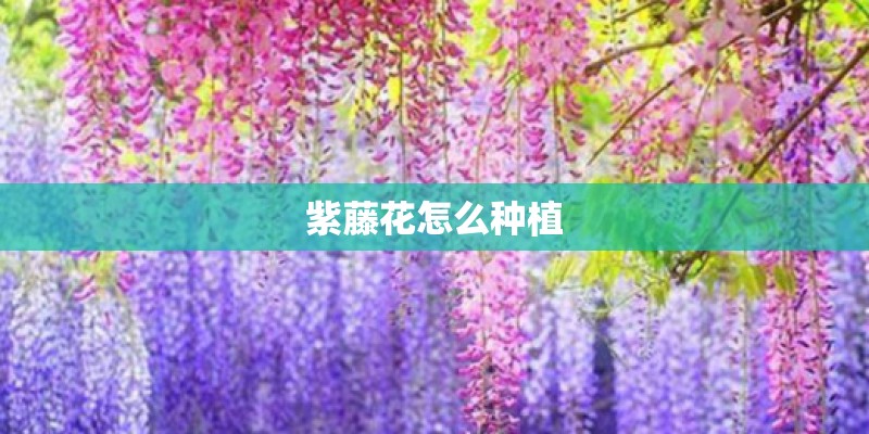 内江资中农村人可以在内江申请公租房吗