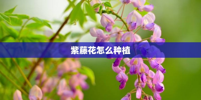 紫藤花怎么种植
