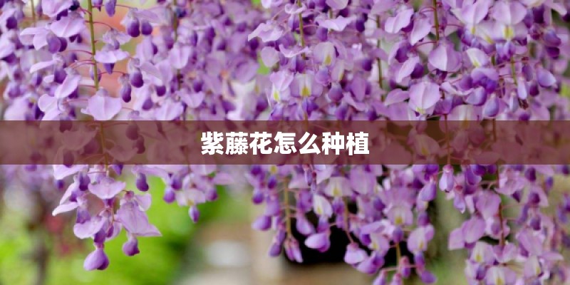 紫藤花怎么种植