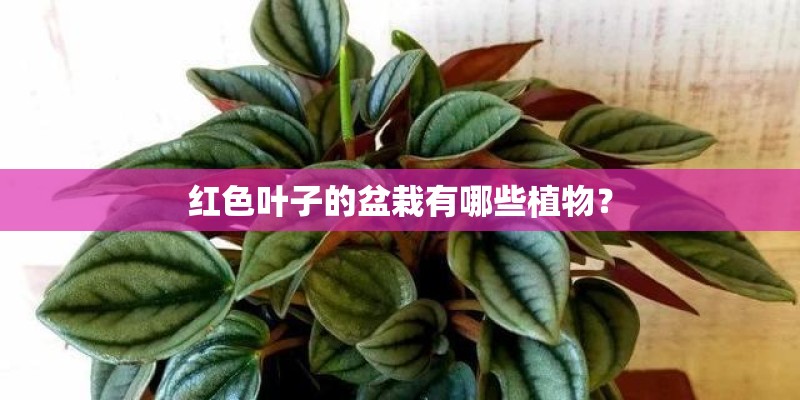 红色叶子的盆栽有哪些植物？
