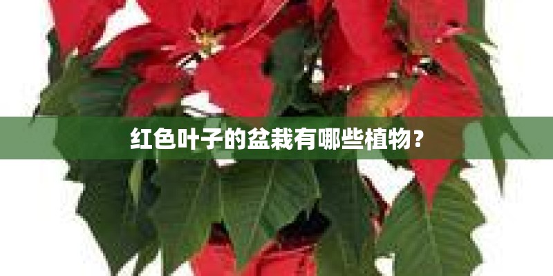 红色叶子的盆栽有哪些植物？