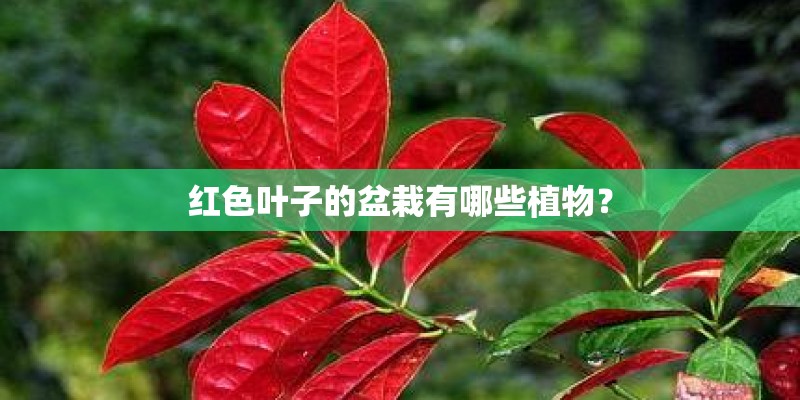红色叶子的盆栽有哪些植物？