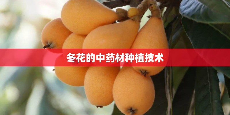 红色叶子的盆栽有哪些植物？