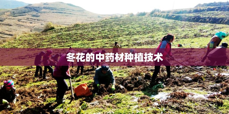冬花的中药材种植技术