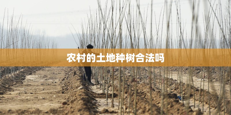 农村的土地种树合法吗